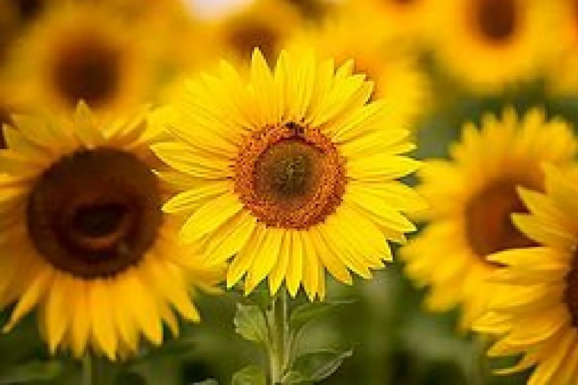 Gelbe Sonnenblumen im Feld